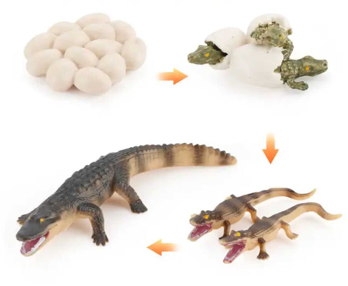 Lebenszyklus-Figuren eines Krokodils 🐊