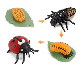 Lebenszyklus-Figuren vom Marienkäfer 🐞