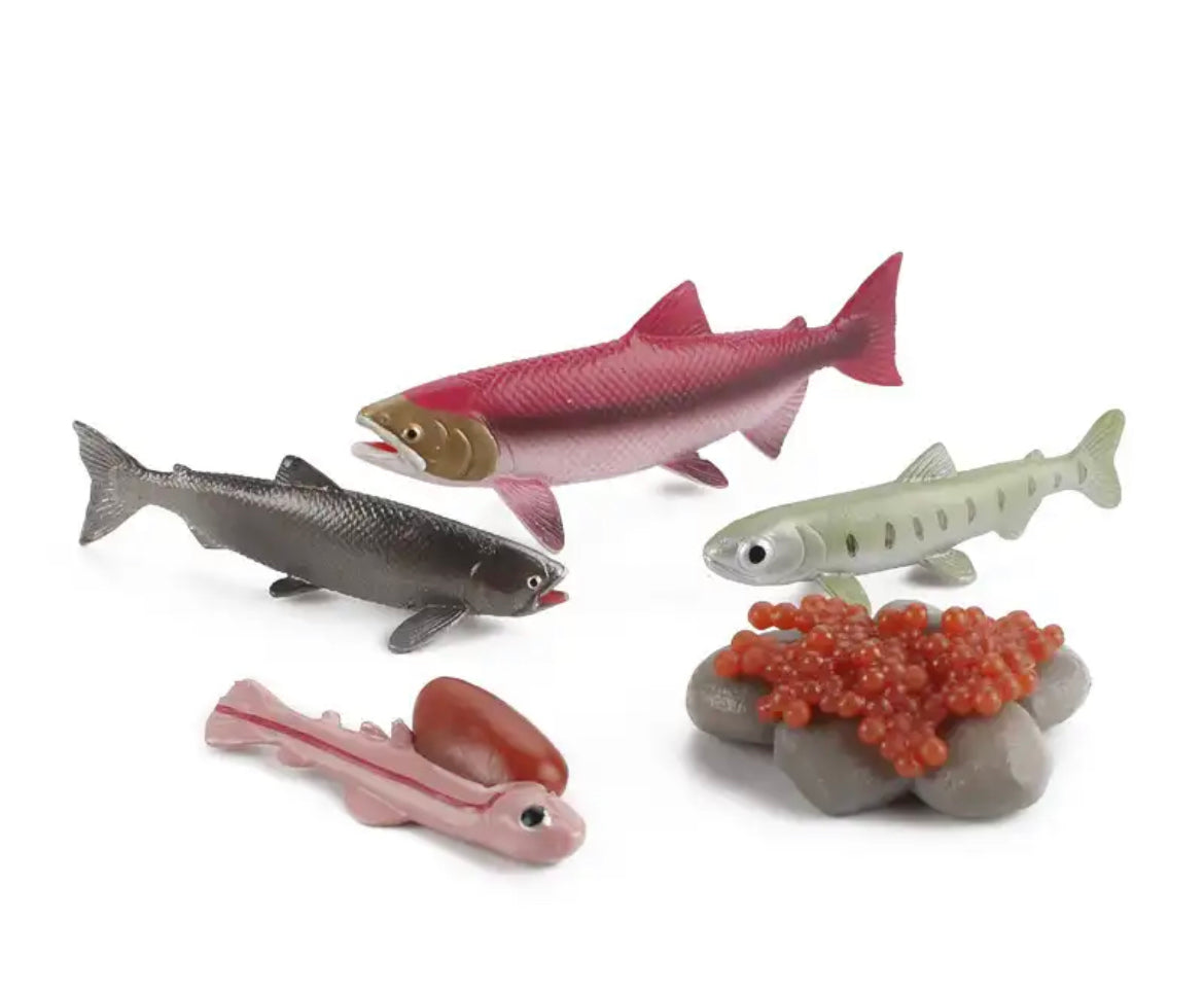 Lebenszyklus-Figuren vom Lachs🐟